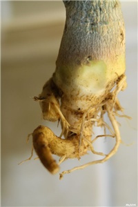 625034c0-IMG_6452 adenium.jpg